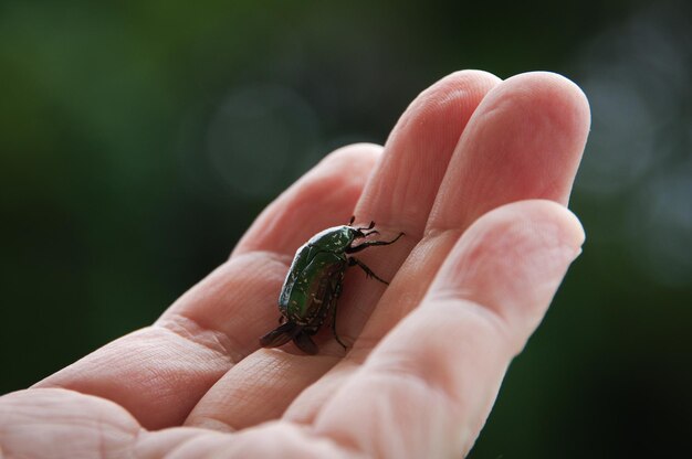 Image coupée d'une main tenant un petit insecte