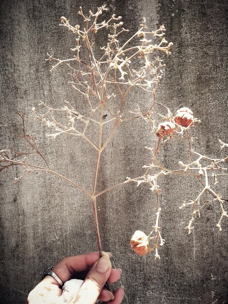 Photo image coupée d'une main tenant une plante séchée contre le mur