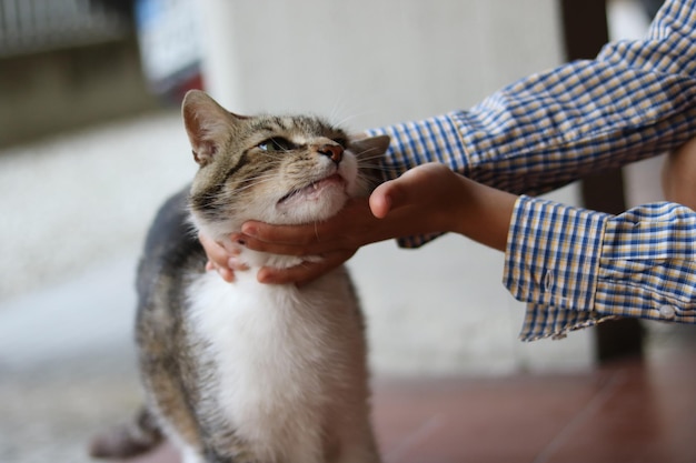 Image coupée de mains touchant un chat