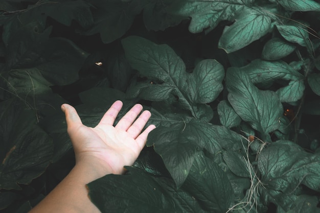 Photo image coupée d'une personne avec des feuilles