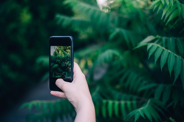 Image coupée d'une personne photographiant des plantes