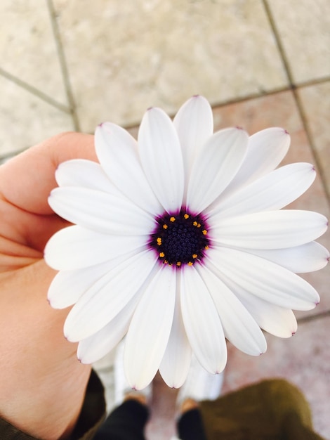 Photo image coupée d'une personne tenant une fleur blanche