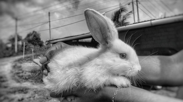 Image coupée d'une personne tenant un lapin contre le ciel