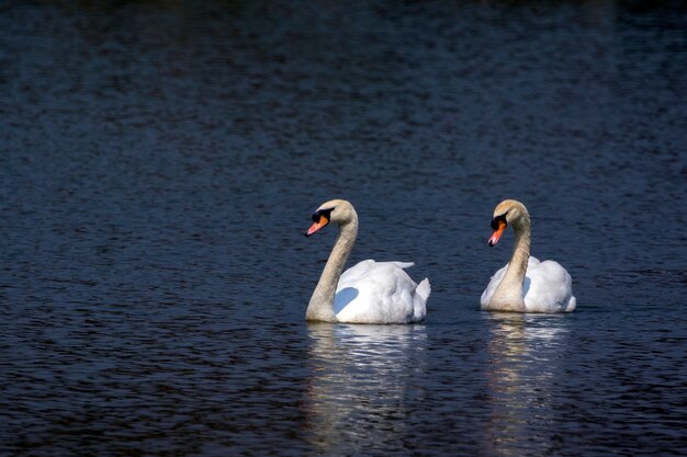 Image d'un cygne sur l'eau. Animaux sauvages.