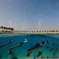 Photo une image de dauphins nageant dans l'eau avec des palmiers en arrière-plan