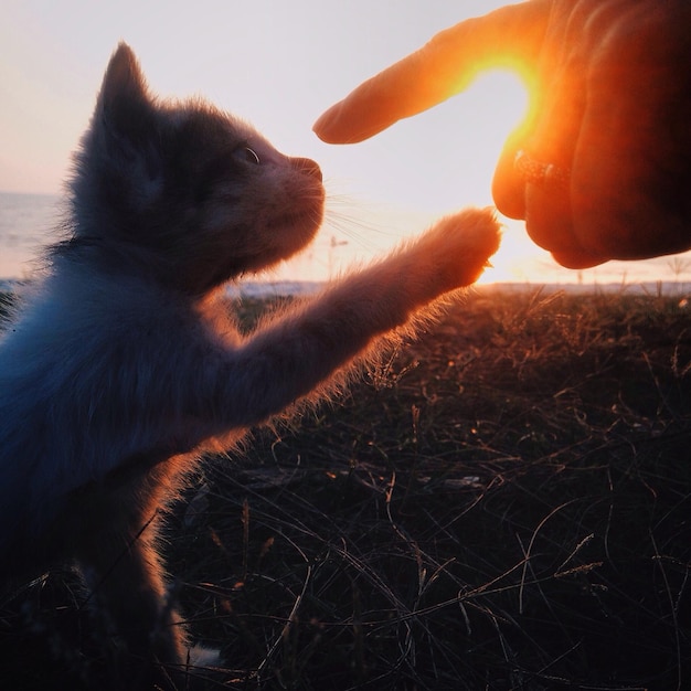 Photo image découpée d'une personne jouant avec un chaton sur le terrain au coucher du soleil