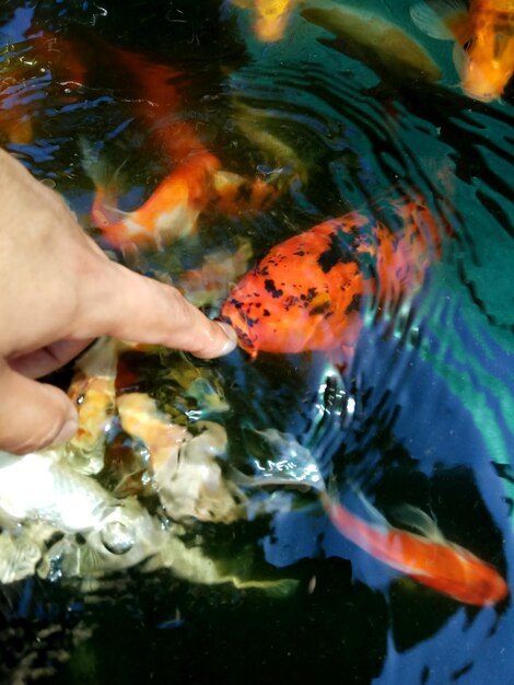 Photo image découpée d'une personne nageant dans la mer