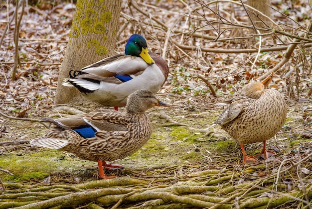 Image d'un drake sauvage avec des dés sur le rivage