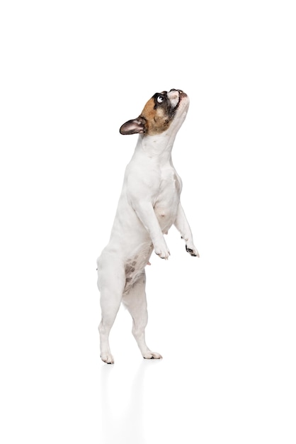 Image drôle d'un bulldog français de race pure debout sur les pattes arrière avec les yeux grands ouverts isolés sur