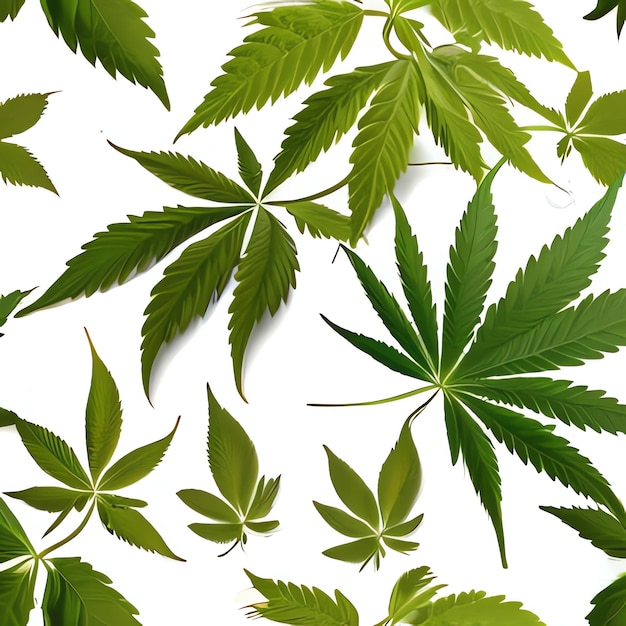 Une image du cannabis pour la recherche sur le cannabis
