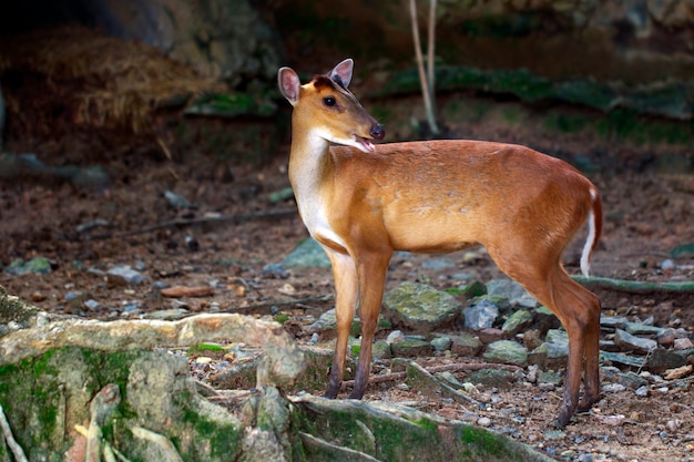 Image Du Cerf Qui Aboie Ou Muntjac (muntiacini) Sur Le Terrain. Animaux Sauvages.