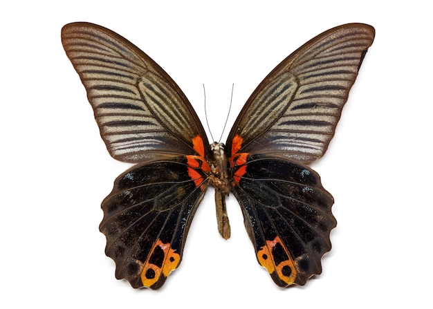 Photo image du grand papillon mormon (papilio memmon). insecte. animal