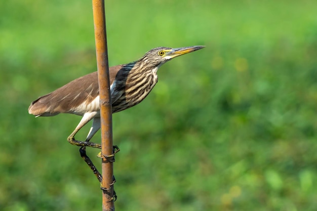 Image du héron chinois Ardeola bacchus sur une souche d'arbre sur fond de nature Oiseaux Animaux