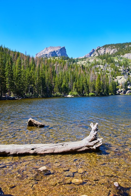 Photo image du lac dans les montagnes avec un rondin flottant et des pins