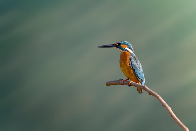 Image du martin-pêcheur commun sur la nature.