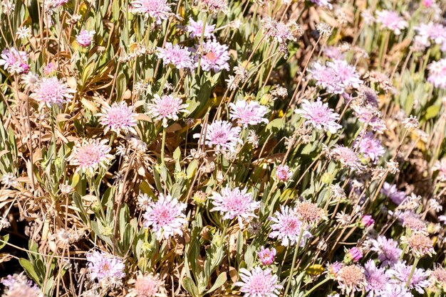 Image du motif de texture de fond de fleur classique