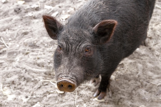 a Image du museau de porc adulte noir