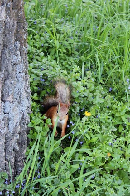 Image d'un écureuil dans les buissons verts du parc
