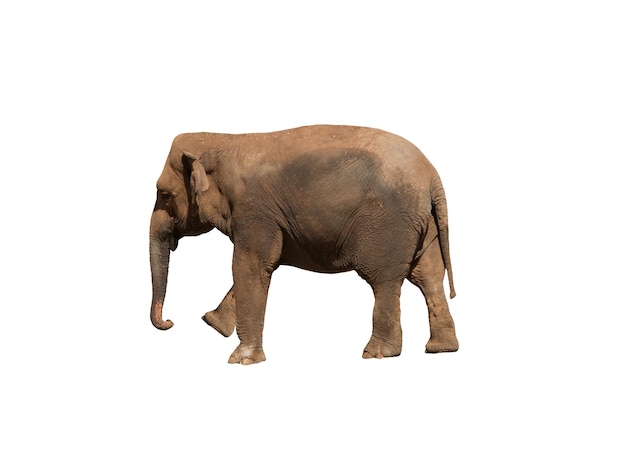 Image d'un énorme pachyderme d'éléphant d'Afrique