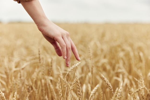 Image d'épillets dans les mains épillets de blé récoltant la récolte biologique