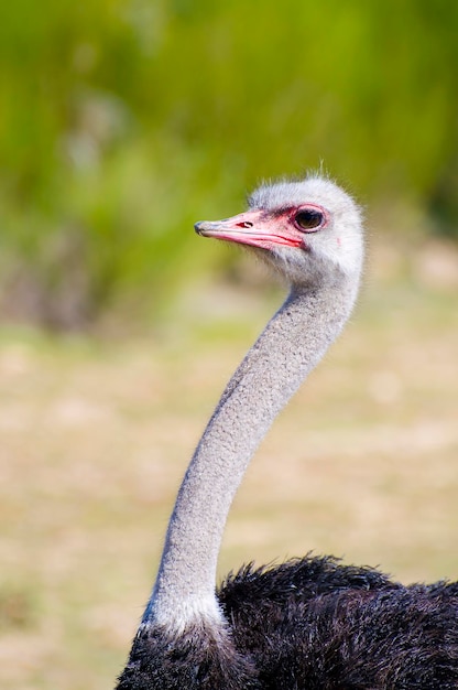 Photo une image époustouflante de l'autruche africaine dans la nature