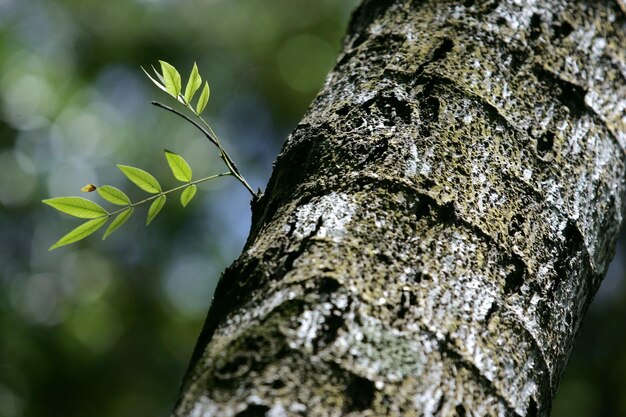 Cette image est un arbre avec des feuilles vertes.