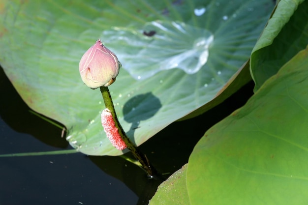 Cette image est une fleur de lotus rose.