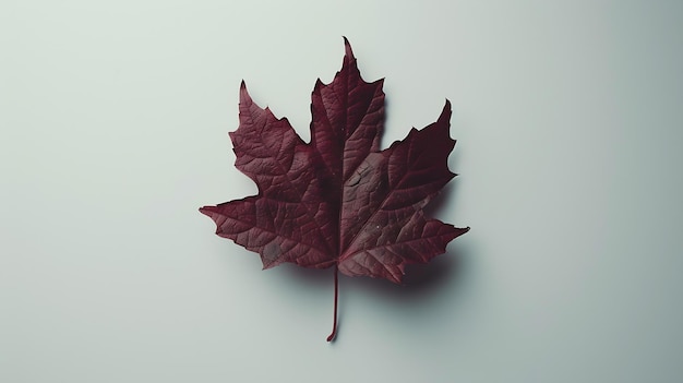Photo l'image d'une feuille d'érable naturelle à thème d'automne dans des tons rouge bordeaux sur un dos blanc ia générative