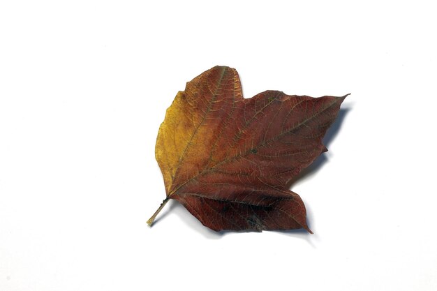 Image d'une feuille multicolore d'automne d'un buisson de viorne sur un fond blanc