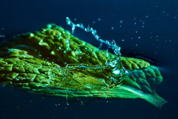 Image de feuille verte immergée avec un peu d'eau