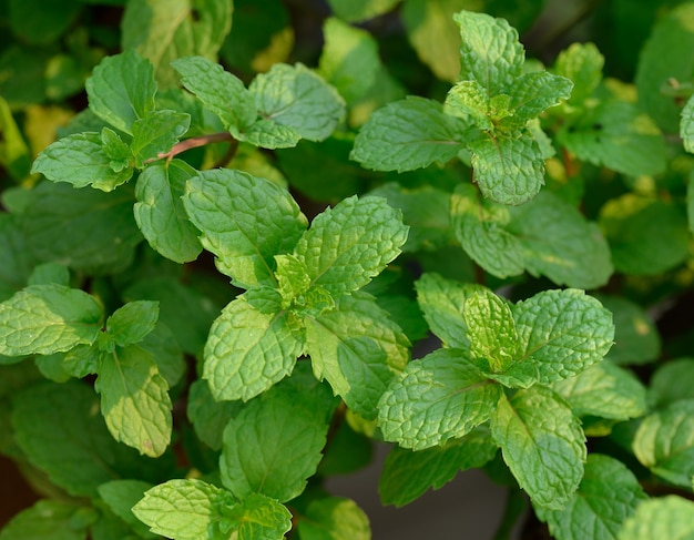 Image de feuilles de menthe verte fraîche