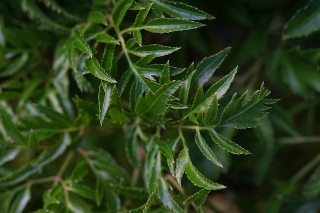 Une image de feuilles pour faire un arrière-plan ou autre chose