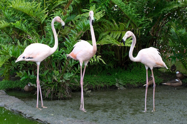 Image de flamants roses dans l'eau