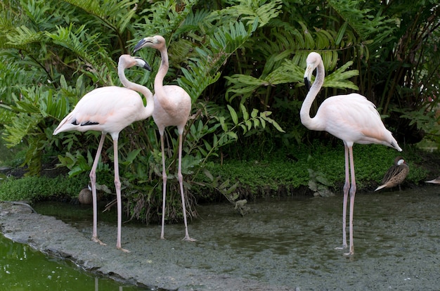 Image de flamants roses dans l'eau