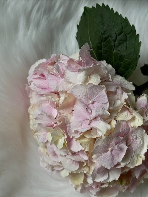 Une image d'une fleur d'hortensia rose