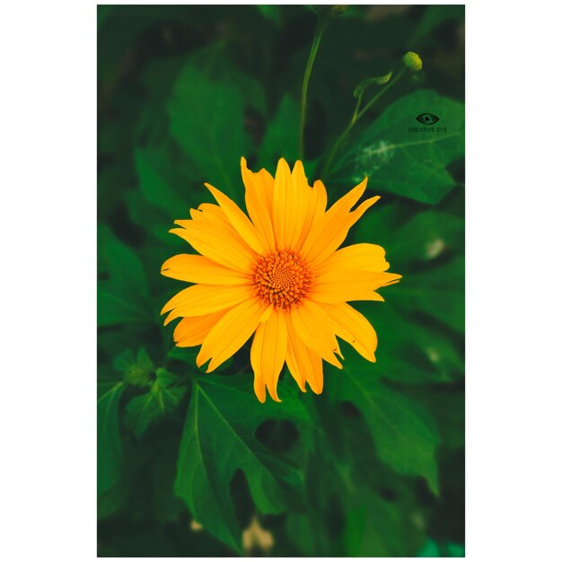 Photo une image d'une fleur jaune avec le mot 