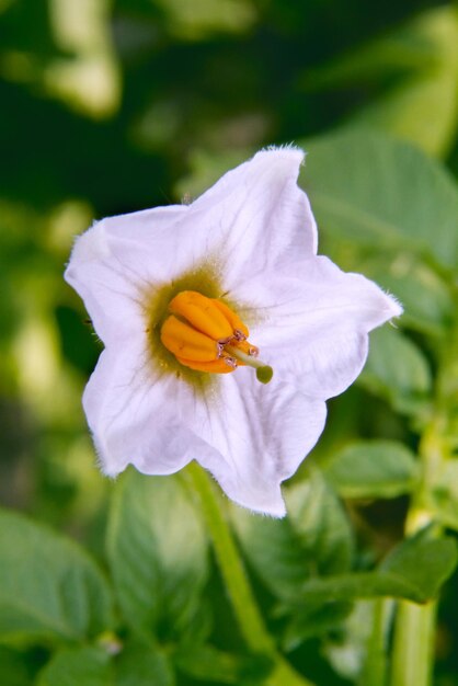 Image de fleur pourpre de pomme de terre