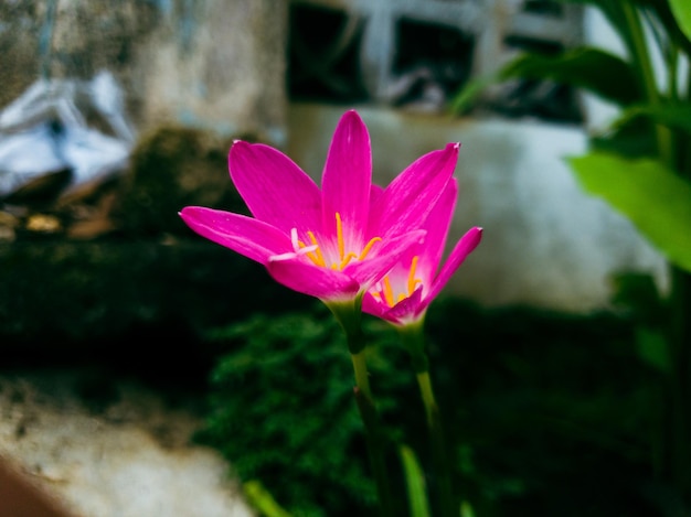 Image de fleur rouge dans un jardin paysager coloré