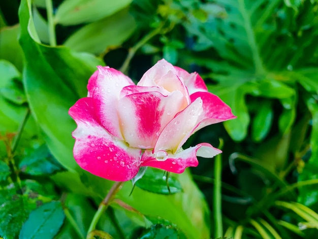 Image de fleurs blanches et rouges dans un beau jardin formel de paysage coloré