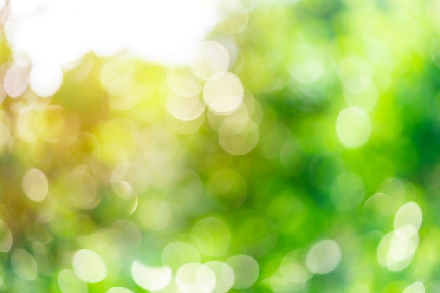 Photo image floue abstraite du fond de la nature verdoyante avec une lumière douce