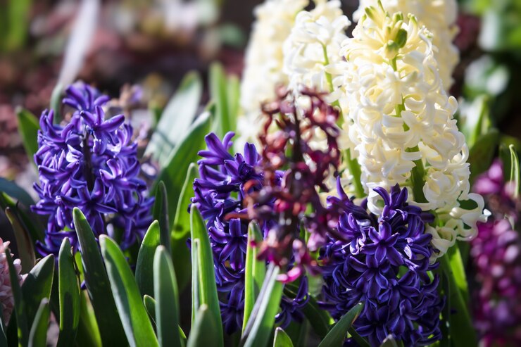 Photo image floue de fleurs de jacinthe qui fleurit au printemps. groupe de belles jacinthes multicolores
