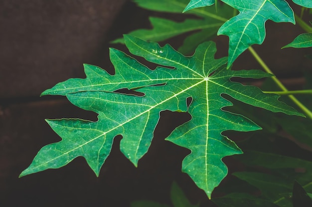 Image de fond de belles feuilles de papaye verte