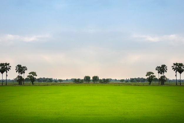 L'image de fond d'un champ vert clair le matin,