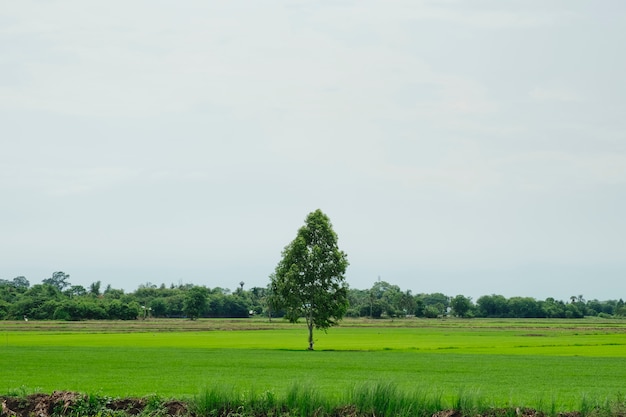 Image de fond du champ d&#39;herbe luxuriante sous le ciel bleu