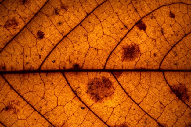 L&#39;image de fond des feuilles séchées, brun.