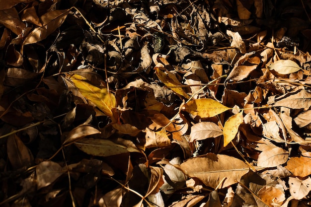 Image de fond des feuilles sèches d'automne tombées