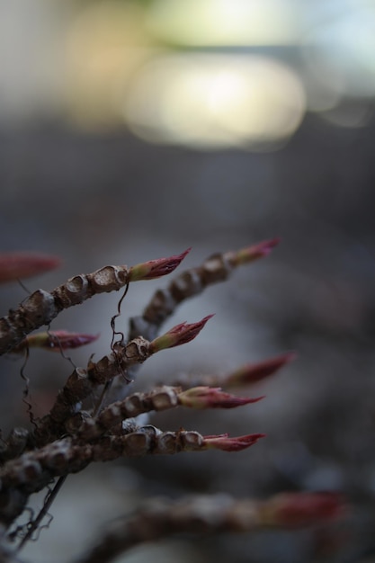 Image de fond de fleur de cerisier.