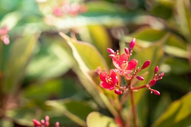 L'image de fond de fleurs colorées