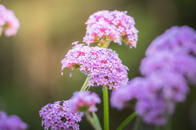 image de fond des fleurs colorées