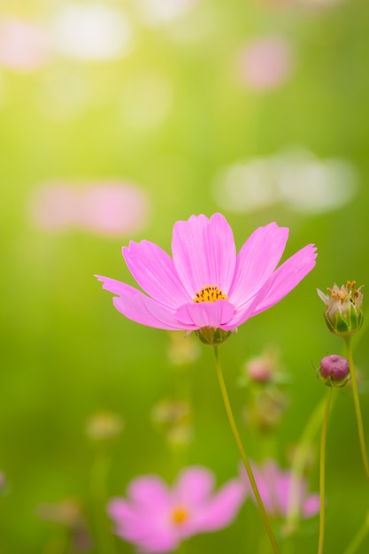 image de fond des fleurs colorées